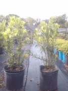 Podocarpus macrophyllus: Japanese Yew, Yew Podocarpus