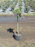 Duranta erecta 'sapphire showers': Golden Dewdrop