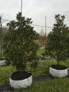 Magnolia grandiflora 'little gem': Dwarf Southern Magnolia