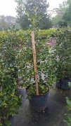 Ilex 'nellie r. stevens': Nellie Stevens Holly
