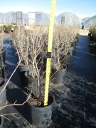 Lagerstroemia indica 'victor': Victor Crapemyrtle