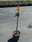 Tecoma capensis 'lutea': Yellow Cape Honeysuckle