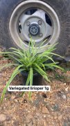 Liriope muscari 'variegata': Variegated Lilyturf