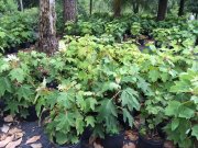 Hydrangea quercifolia: Oakleaf Hydrangea