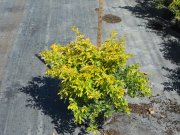 Duranta erecta 'gold mound'