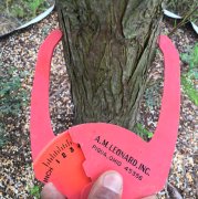Taxodium distichum: Bald Cypress