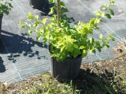 Duranta erecta 'sapphire showers': Golden Dewdrop