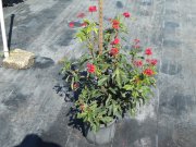 Jatropha integerrima 'variegata': variegated jatropha
