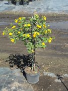 Lantana camara: Lantana