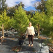 Pinus taeda: Loblolly Pine